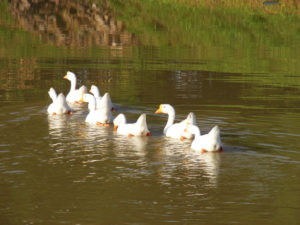 swans-pond-750px